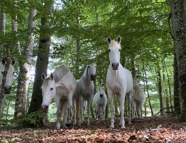 Chevaux blanc bois